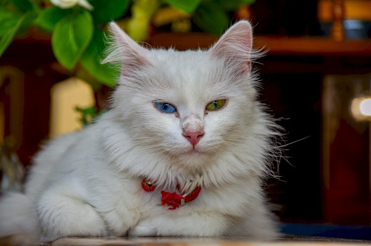 Cat Sophie